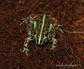 Pyxicephalus adspersus 06